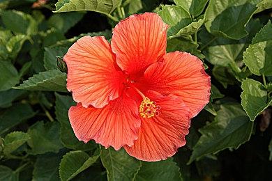 猫屁屁相扑大乱斗游戏《Nyaaaanvy》将于2月22日在NS和Steam平台发售！